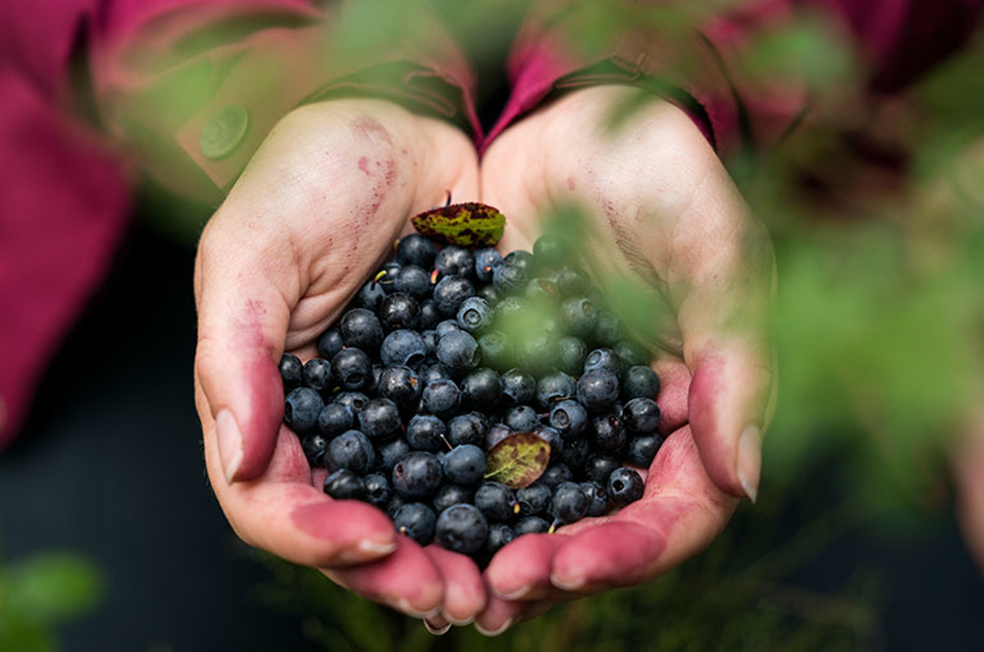 Hands holding fresh picked blueberries